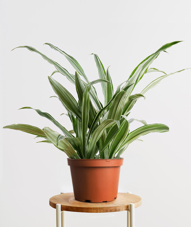 Warneckii Dracaena