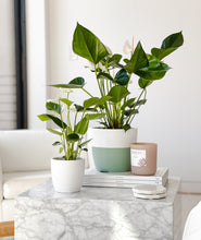 Load image into Gallery viewer, White Heart Anthurium potted flowering plants. Gifts for plant lovers.