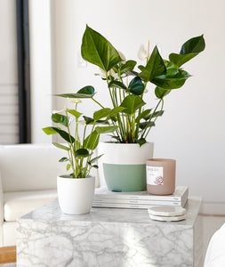 White Heart Anthurium potted flowering plants. Gifts for plant lovers.