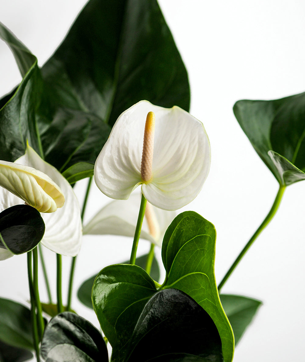 White Heart Anthurium