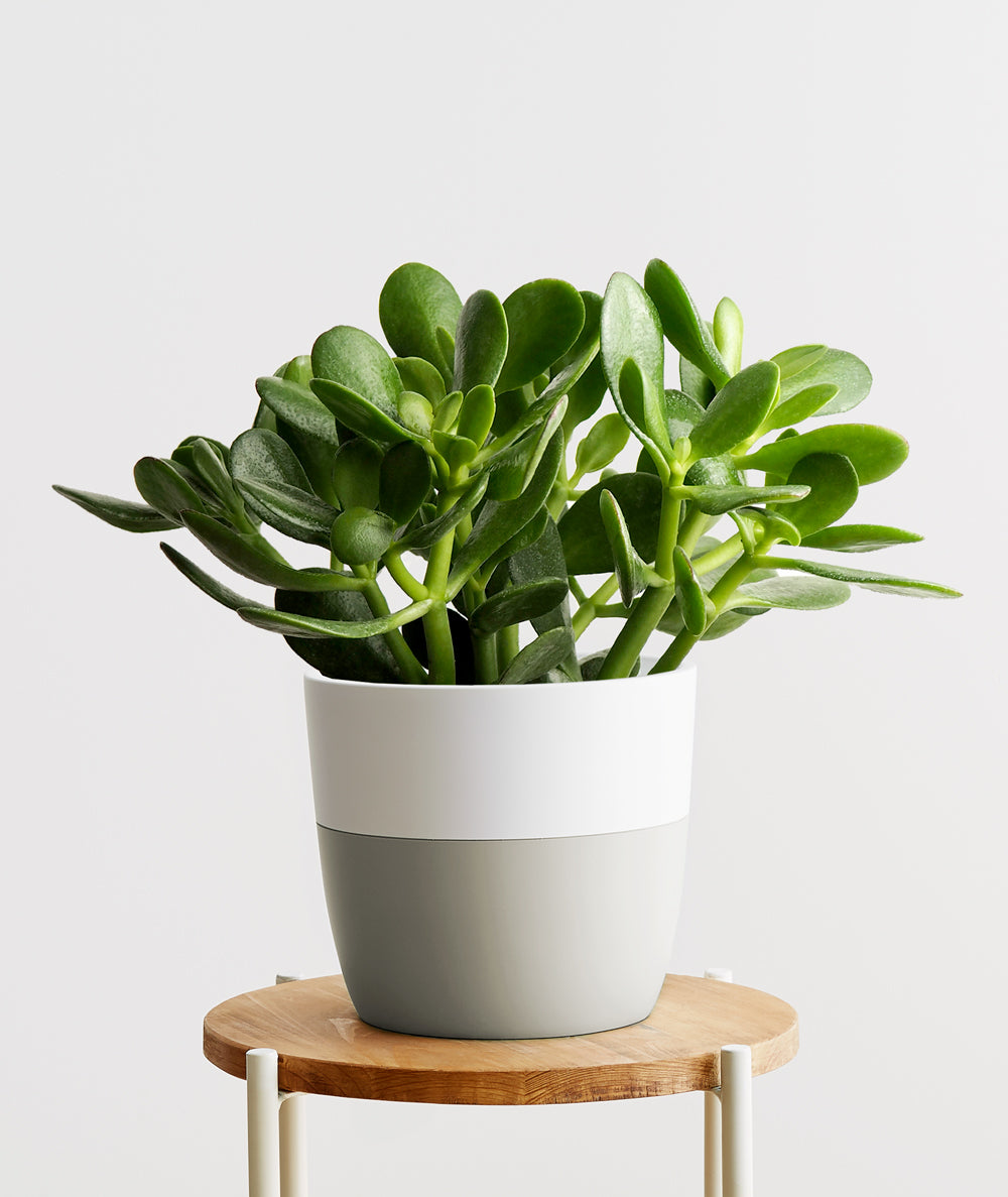 Crassula ovata Jade Succulent houseplant. Feng shui houseplant. Bring some positive energy to your home or office with this lucky plant. Shop online and choose from pet-friendly, air-purifying, and easy-to-grow houseplants anyone can enjoy. The perfect housewarming gift. 
