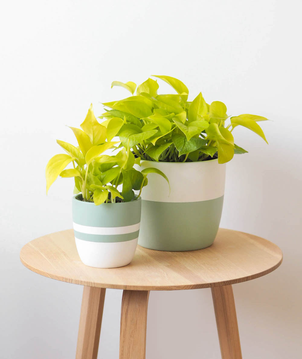 Neon Pothos