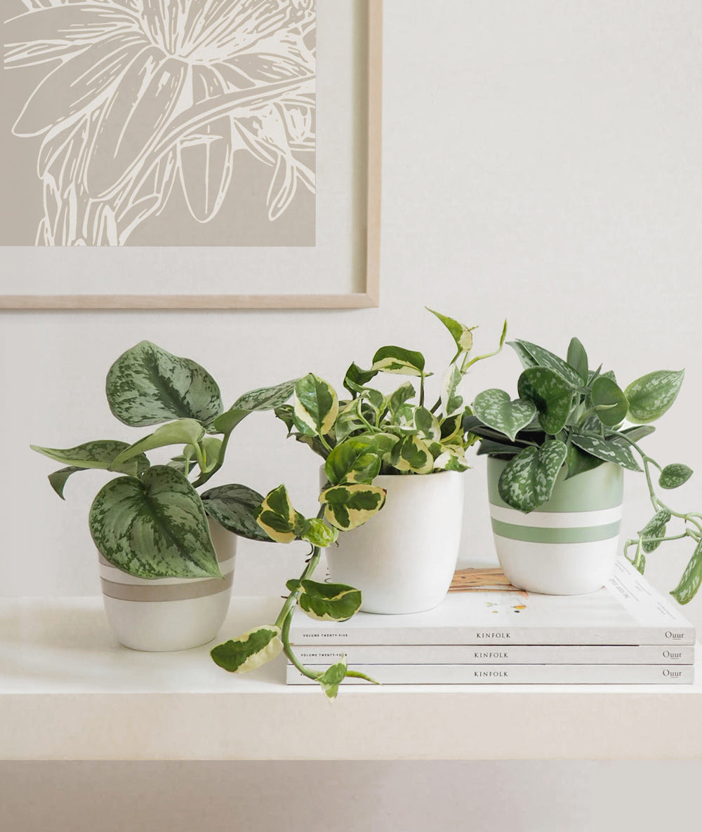 Silver Splash Pothos