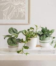 Load image into Gallery viewer, Silver Splash Pothos