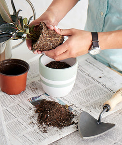 Small Potting Mix - Ansel & Ivy