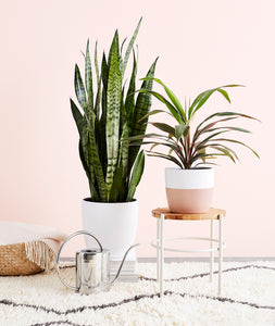 Indoor plants decor. Shop Ansel & Ivy's best selling selection of easy-care potted plants, all online.
