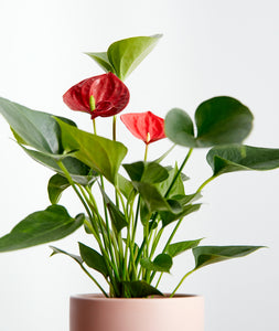 Red Anthurium - Ansel & Ivy