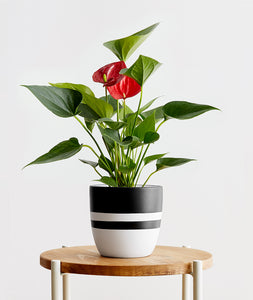 Red Anthurium - Ansel & Ivy