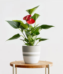 Red Anthurium - Ansel & Ivy