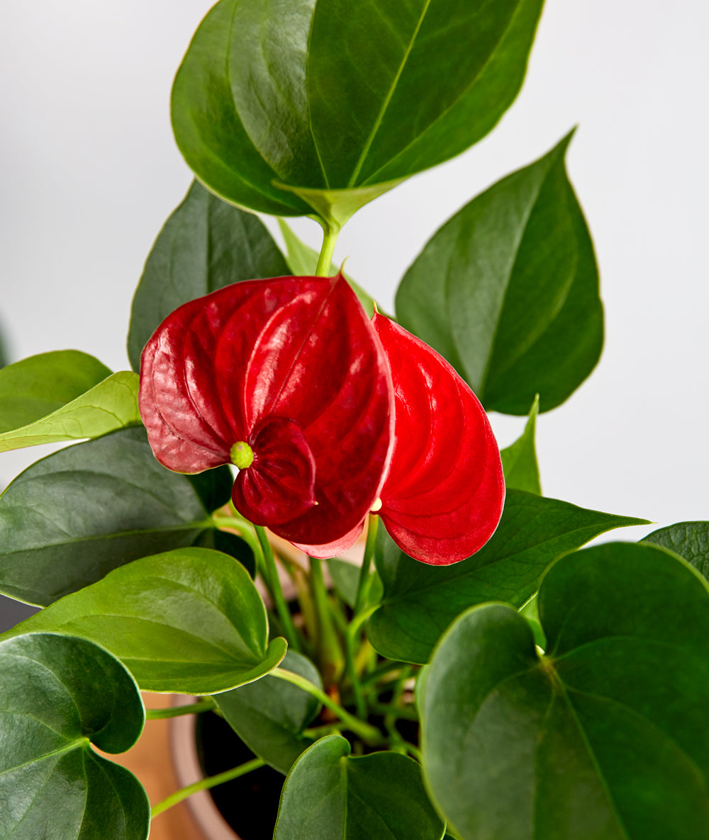 Red Anthurium