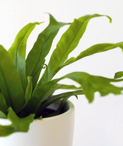 Bird's Nest Fern.