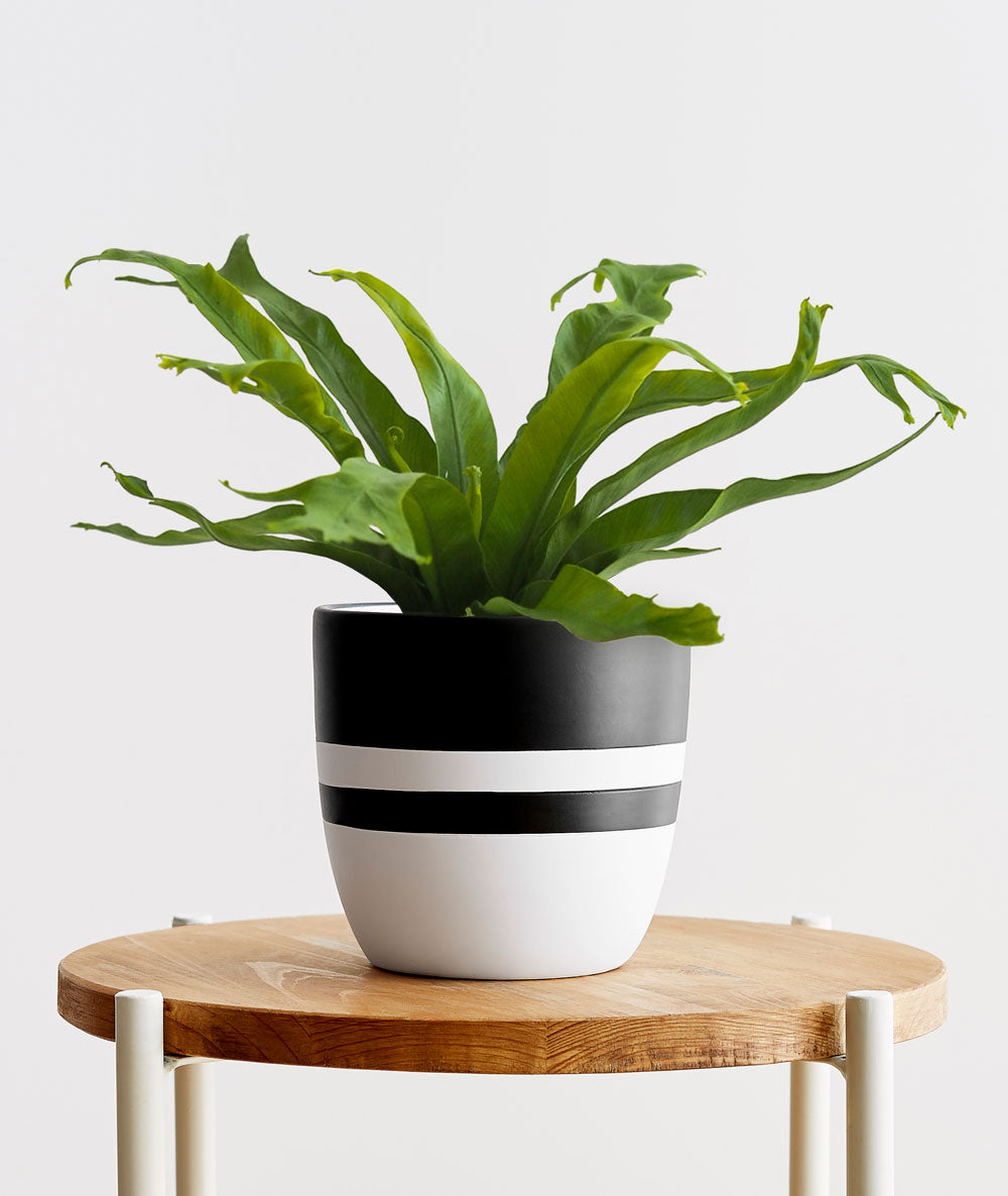 Bird's Nest Fern, Asplenium nidus houseplant. Ferns are safe for cats and not toxic to dogs. Shop online and choose from pet-friendly, air-purifying, and easy-to-grow houseplants anyone can enjoy. Free shipping on orders $100+.