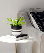Load image into Gallery viewer, Bird's Nest Fern. how to display houseplants.