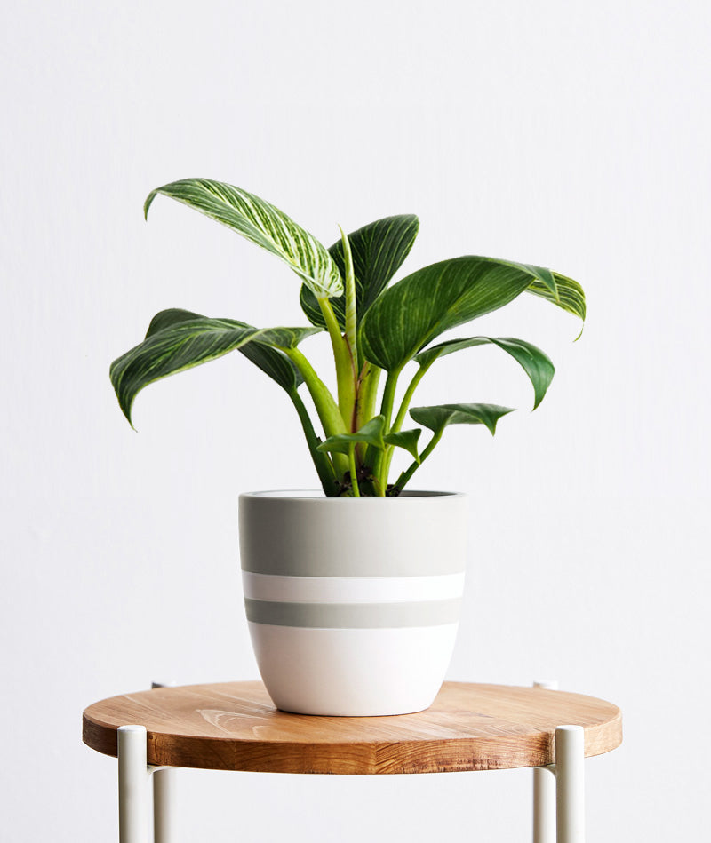 Birkin Philodendron