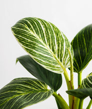 Load image into Gallery viewer, Birkin Philodendron houseplant with striped leaves. Shop online and choose from low-light, air-purifying, and easy-to-grow indoor plants anyone can enjoy. Free shipping on orders $100+.
