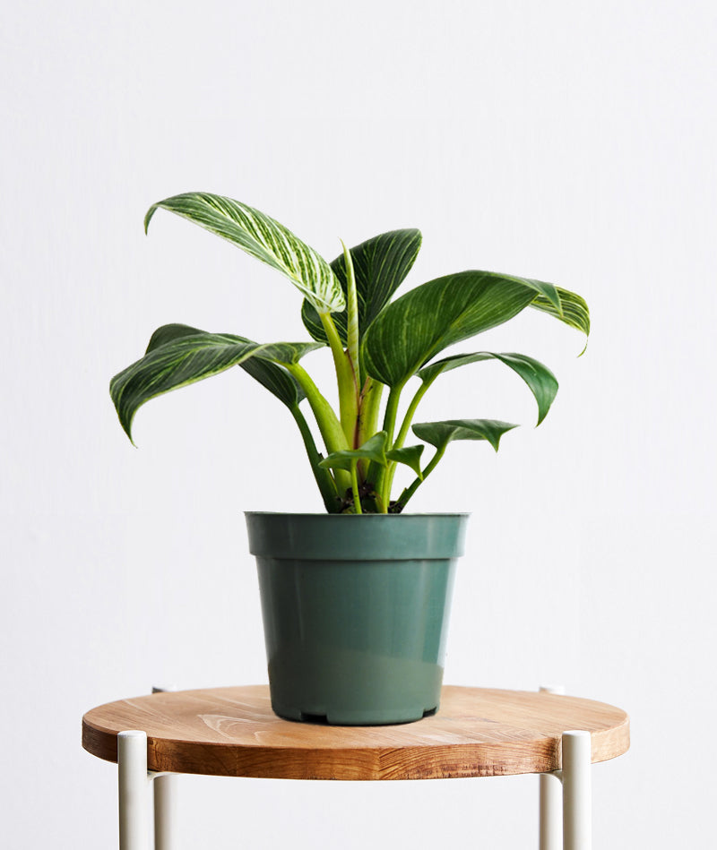 Birkin Philodendron