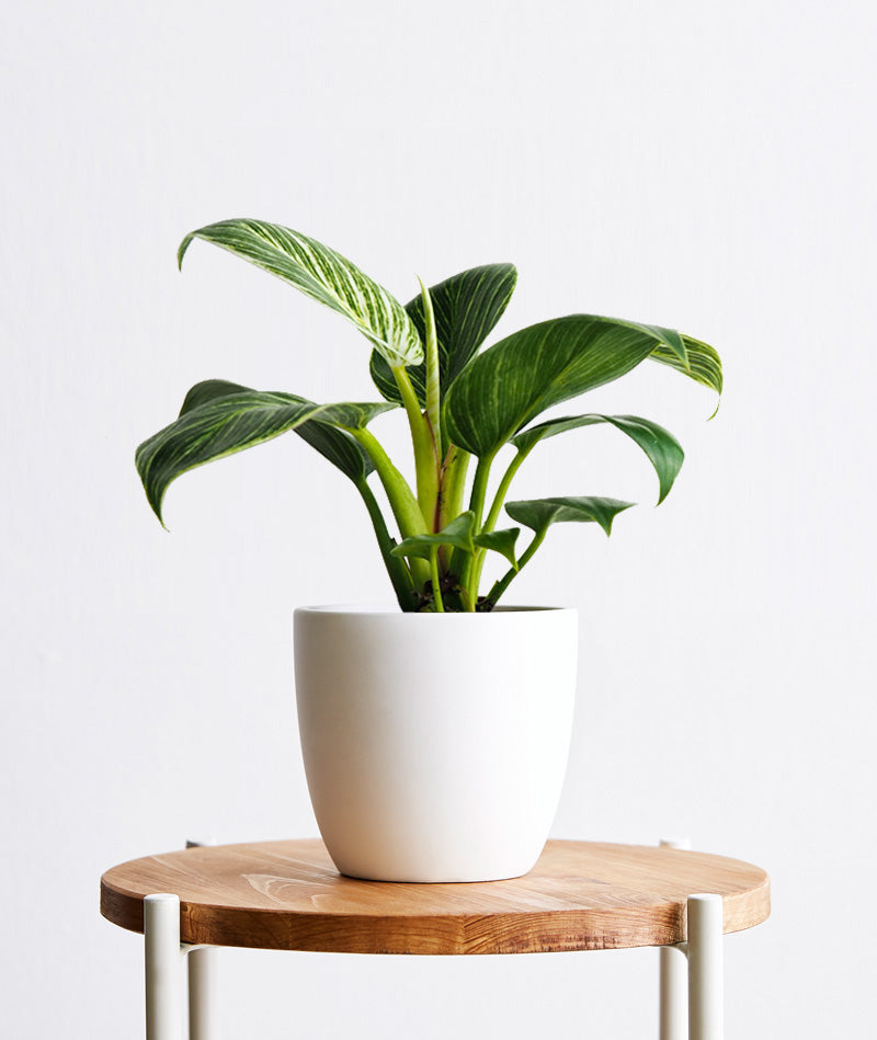 Birkin Philodendron houseplant with striped leaves. Shop online and choose from low-light, air-purifying, and easy-to-grow indoor plants anyone can enjoy. Free shipping on orders $100+.