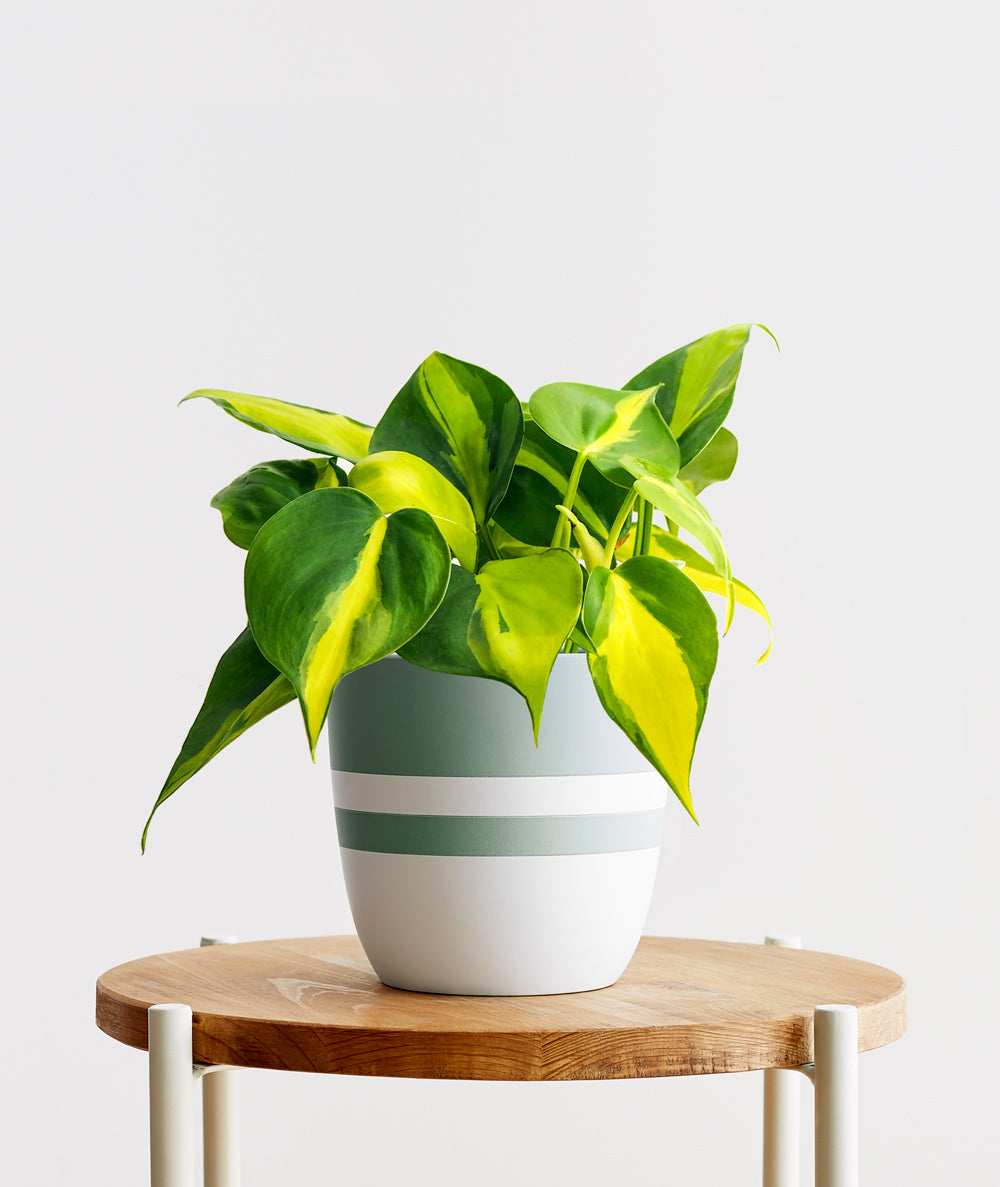 Brasil Philodendron