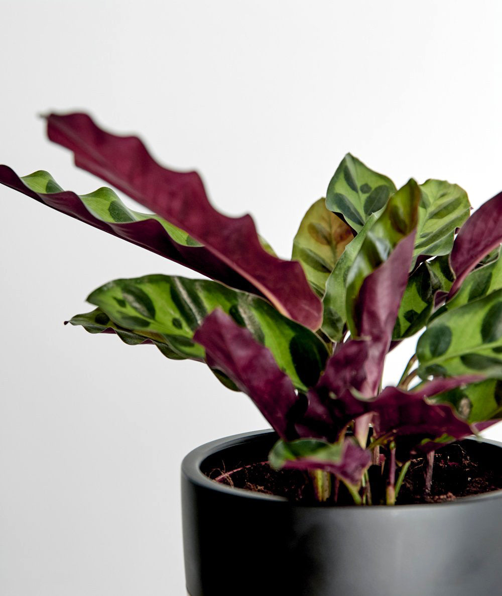 Rattlesnake Calathea