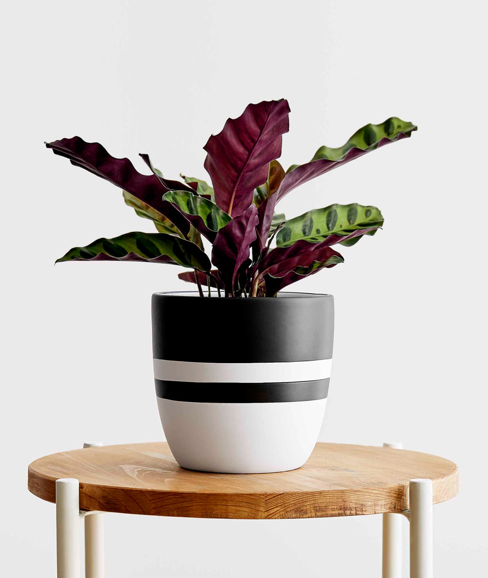 Rattlesnake Calathea