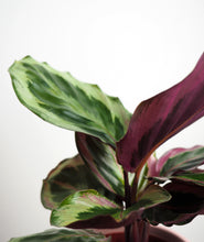 Load image into Gallery viewer, Calathea Medallion plant with purple leaves. Calathea houseplants are safe for cats and not toxic to dogs. Shop online and choose from pet-friendly, air-purifying, and easy-to-grow houseplants anyone can enjoy. Free shipping on orders $100+.