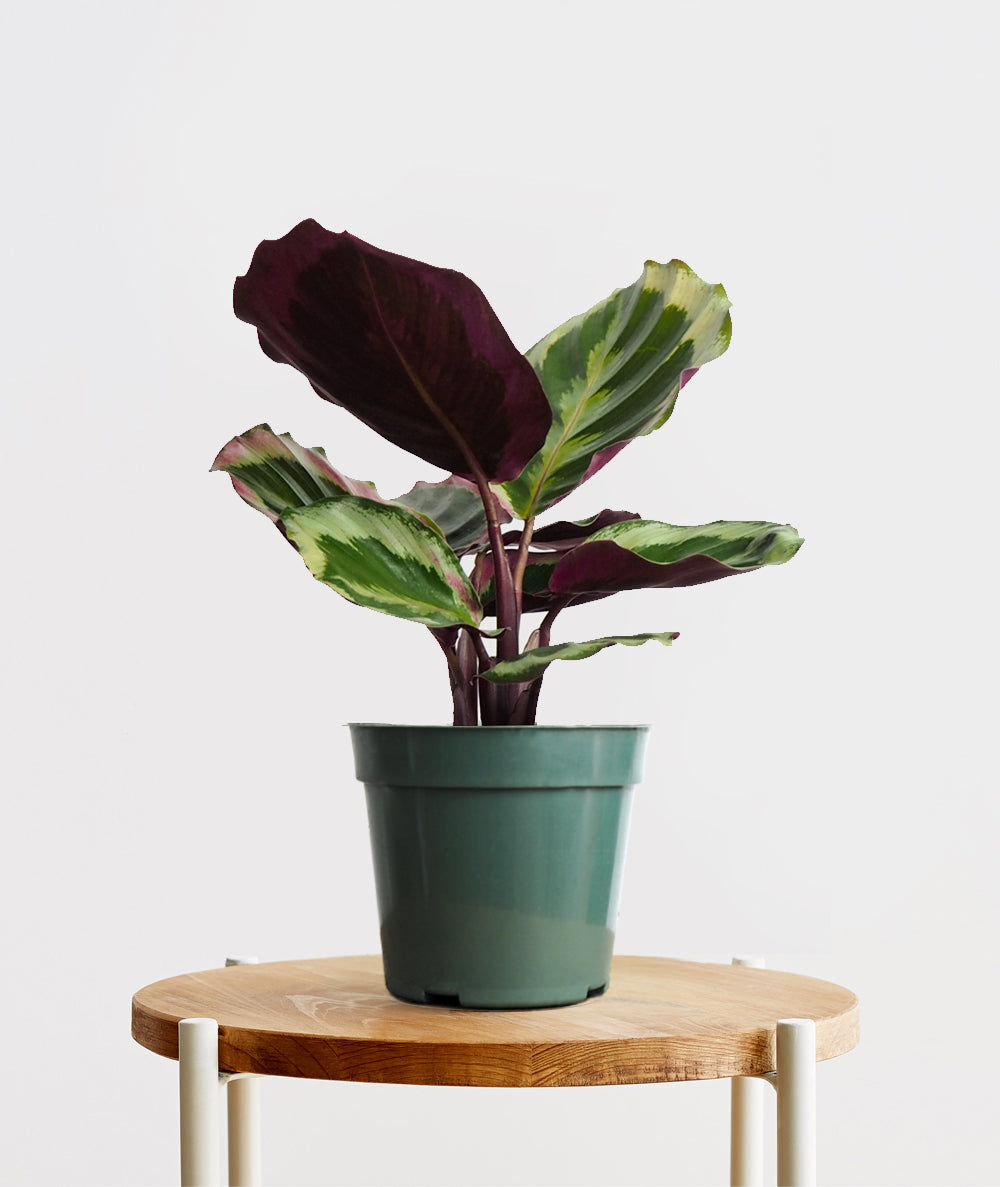 Calathea Medallion plant with purple leaves. Calathea houseplants are safe for cats and not toxic to dogs. Shop online and choose from pet-friendly, air-purifying, and easy-to-grow houseplants anyone can enjoy. Free shipping on orders $100+.