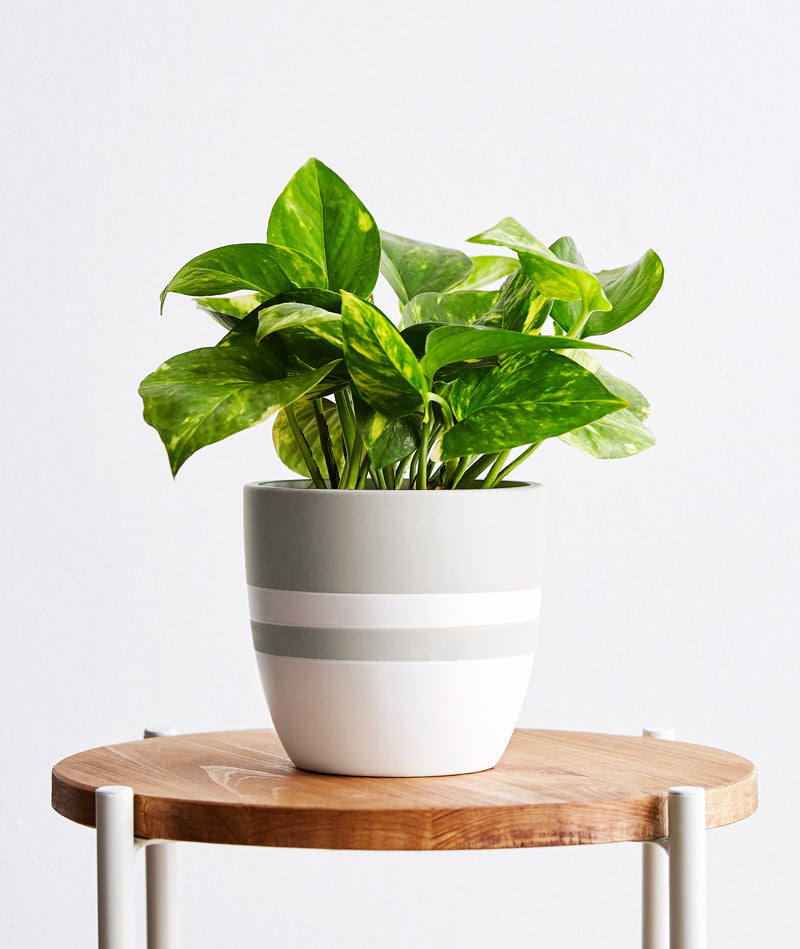 Devil's Ivy, Pothos houseplant. The best house plants for beginners. Shop online and choose from allergy-reducing, air-purifying, and easy-to-grow houseplants anyone can enjoy. Free shipping on orders $100+.