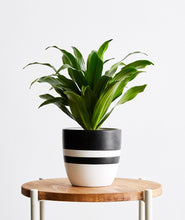 Load image into Gallery viewer, Dracaena.