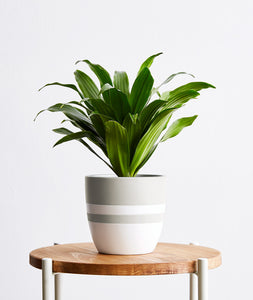 Dracaena fragrans potted houseplant. The best house plants for beginners. Shop online and choose from allergy-reducing, air-purifying, and easy-to-grow houseplants anyone can enjoy. Free shipping on orders $100+.