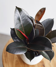 Load image into Gallery viewer, Ficus elastica Rubber Tree with dark burgundy leaves. Shop online and choose from pet-friendly, air-purifying, and easy-to-grow houseplants anyone can enjoy. Free shipping on orders $100+.