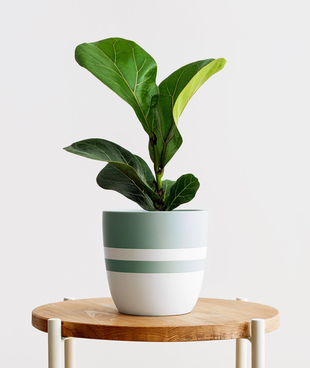 Fiddle-Leaf Fig.