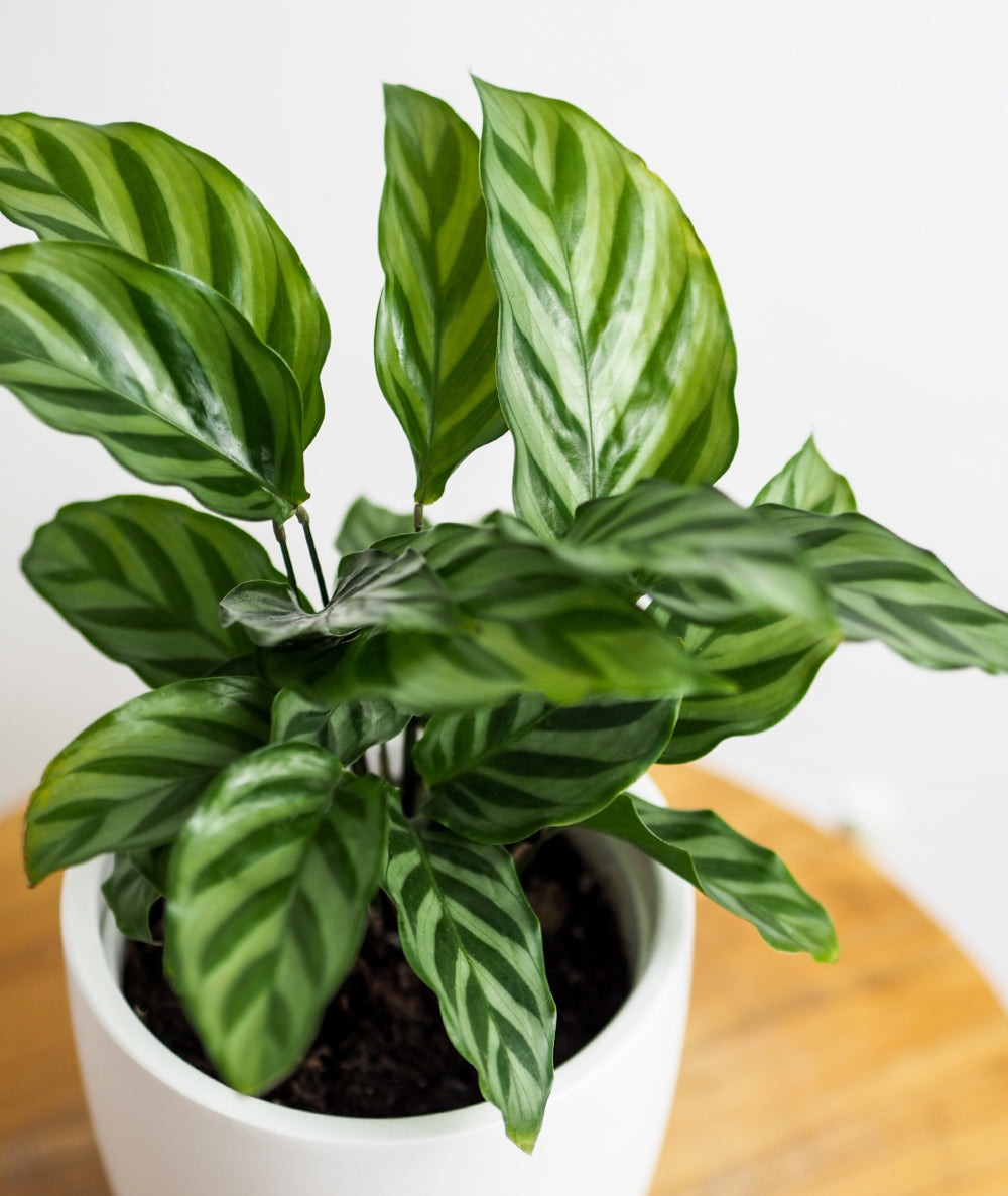 Freddie Calathea