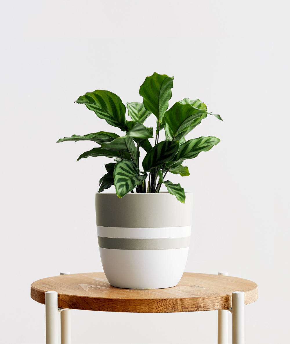Freddie Calathea, calathea concinna. Calathea houseplants are safe for cats and not toxic to dogs. Shop online and choose from pet-friendly, air-purifying, and easy-to-grow houseplants anyone can enjoy. Free shipping on orders $100+.