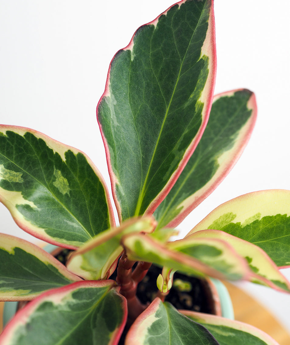 Peperomia Pair