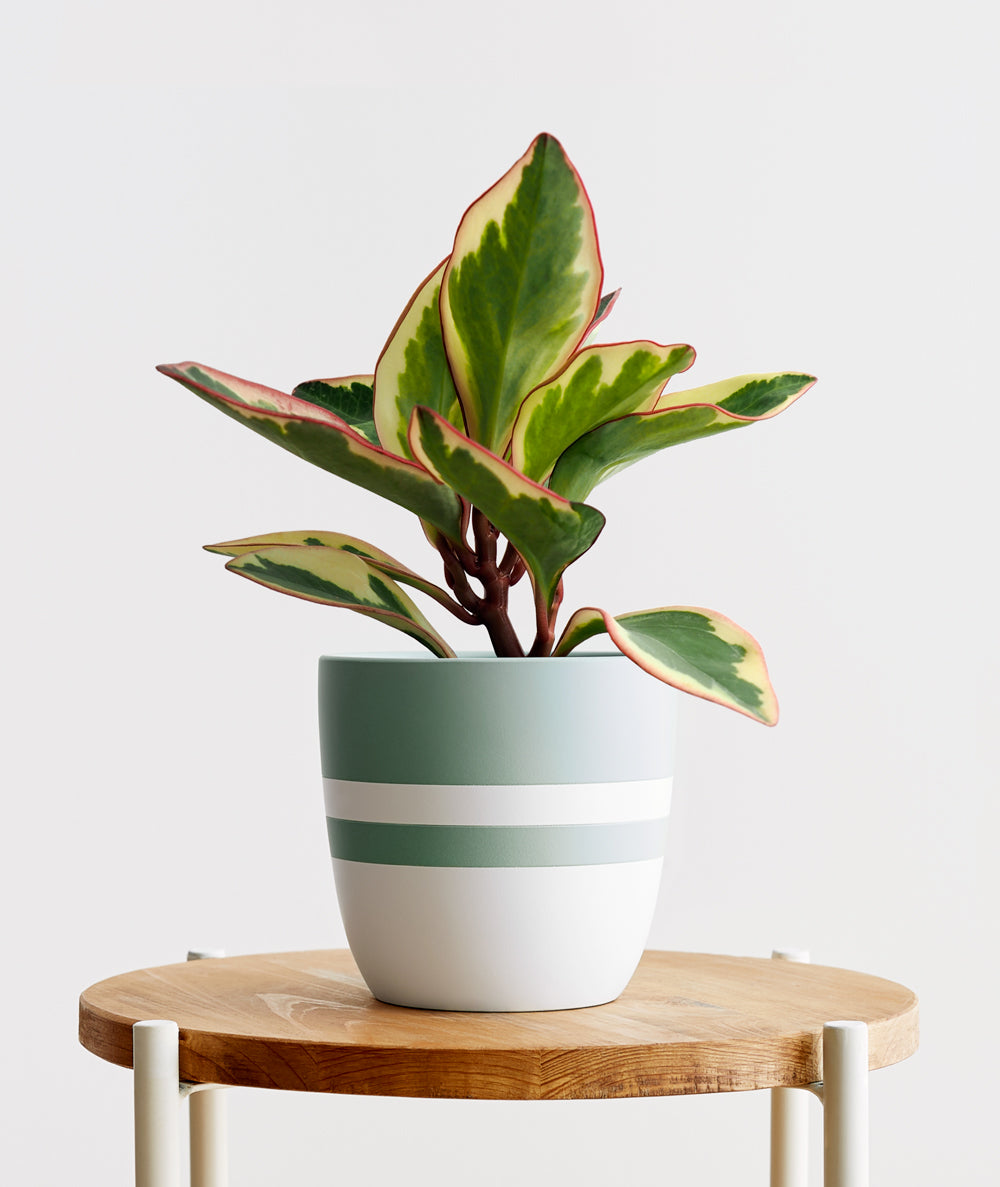 Ginny Peperomia - Ansel & Ivy