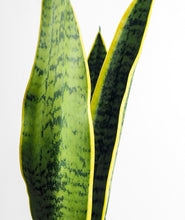 Load image into Gallery viewer, Golden Snake Plant.