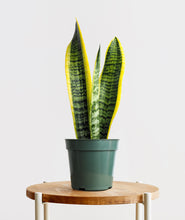 Load image into Gallery viewer, Golden Snake Plant
