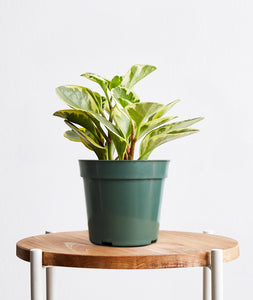 Green Gold Peperomia