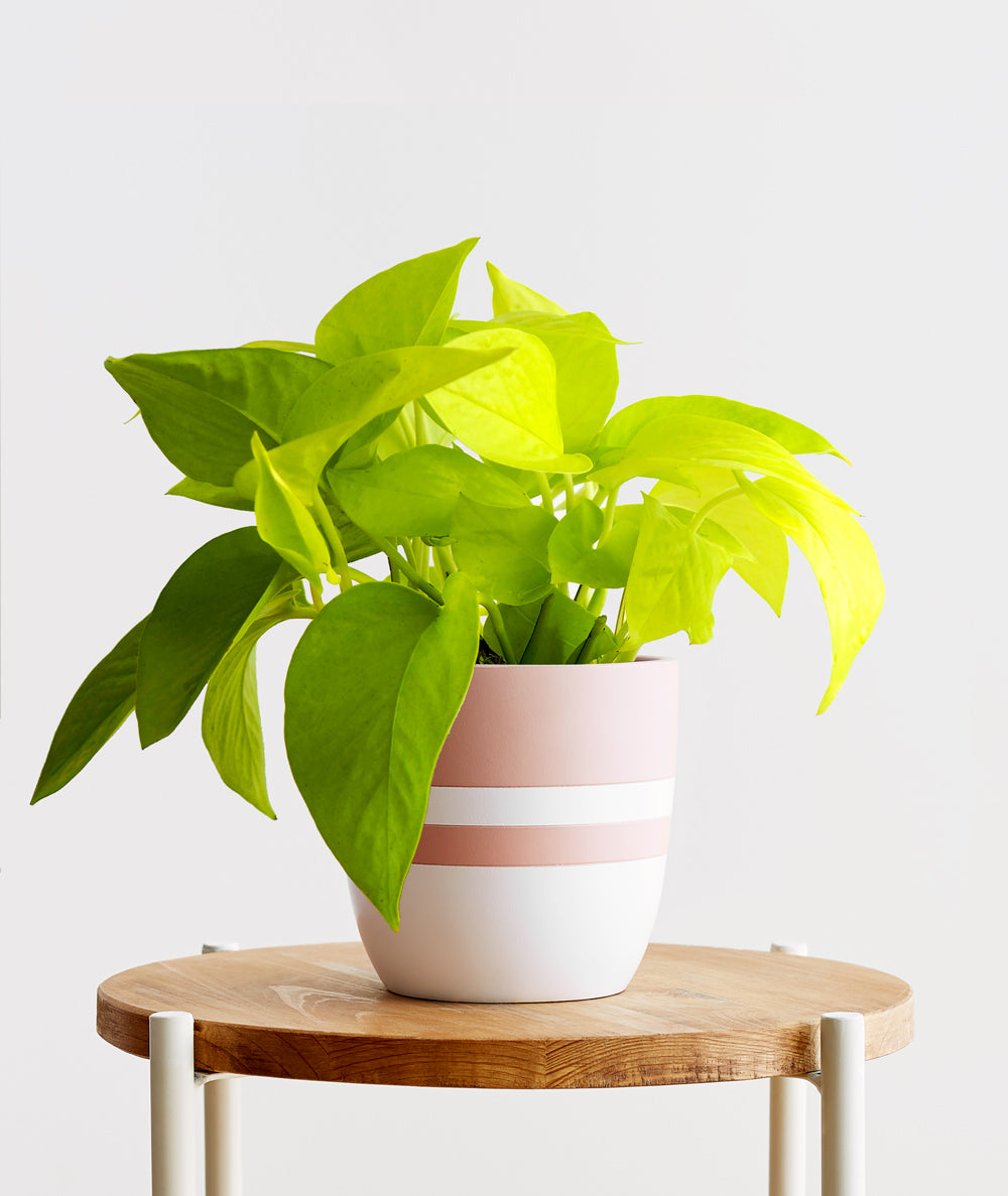 Neon Pothos