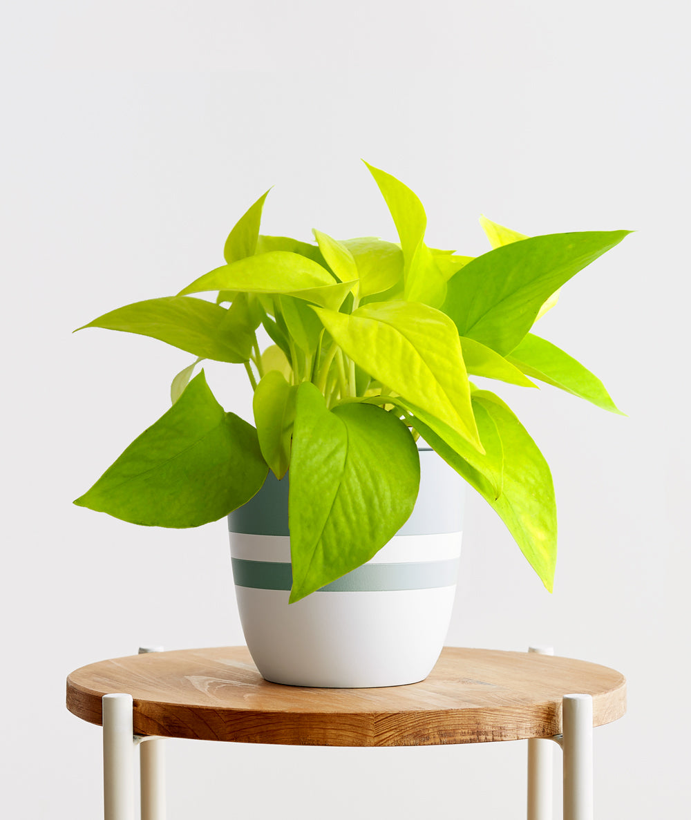 Neon Pothos