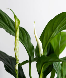 Peace Lily - Ansel & Ivy
