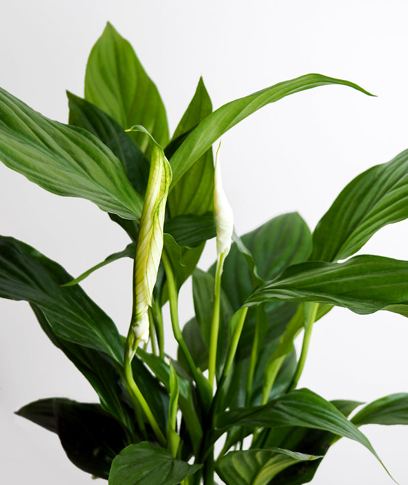 Peace Lily