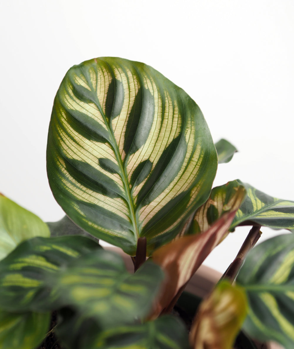 Peacock Calathea