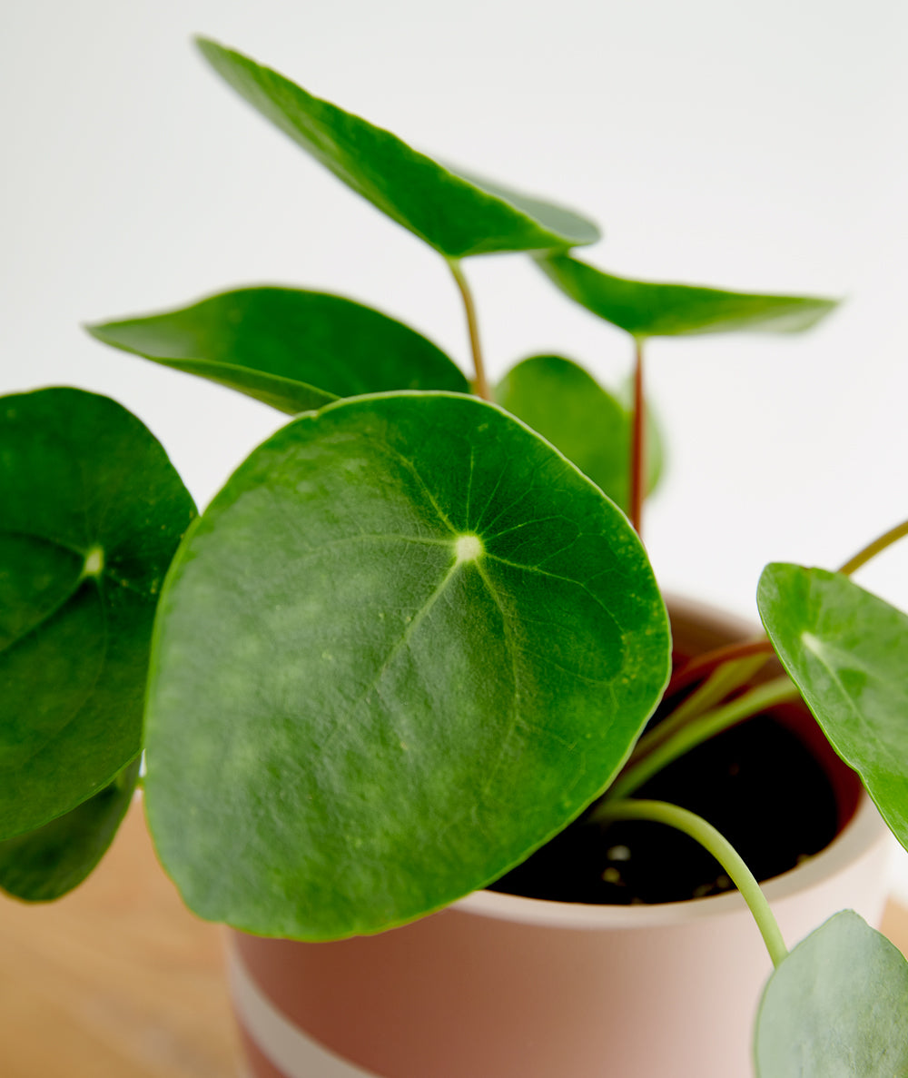 Pilea