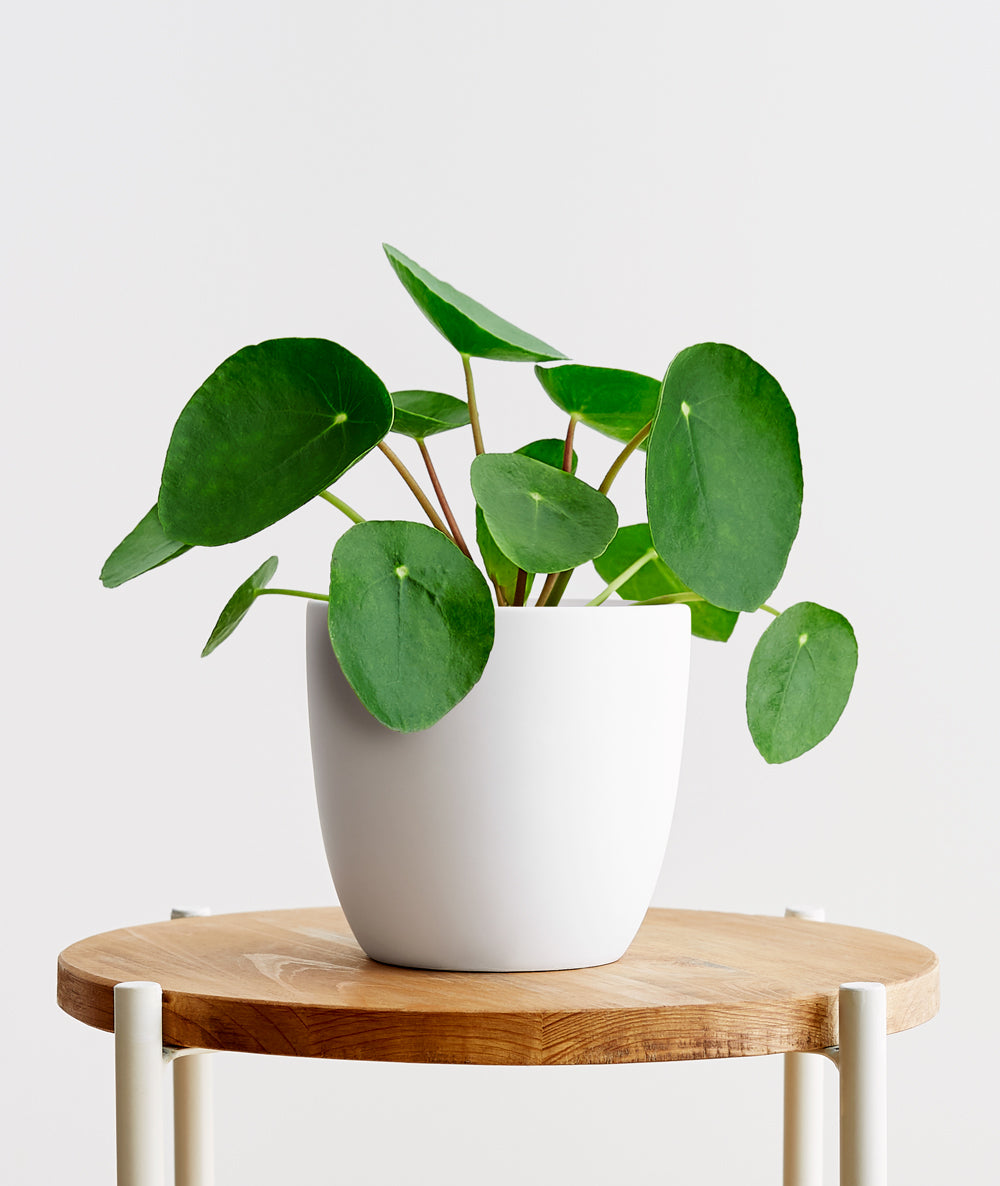 Pilea Peperomioides. Chinese Money Plant. Feng shui houseplant. Bring some positive energy to your home or office with this lucky plant. Shop online and choose from pet-friendly, air-purifying, and easy-to-grow houseplants anyone can enjoy. The perfect housewarming gift. Free shipping on orders $100+.