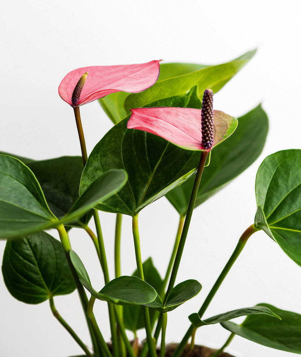 Pink Anthurium