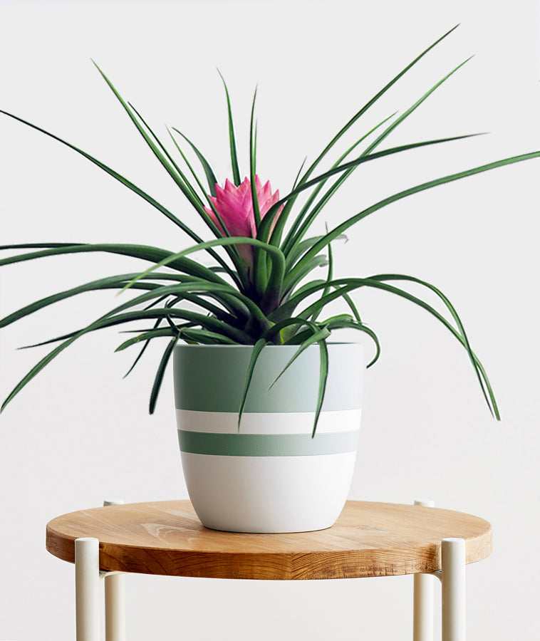 Pink Quill Tillandsia cyanea houseplant with pink leaves. Potted air plant. 