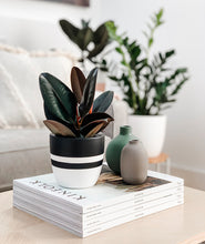 Load image into Gallery viewer, small potted ficus plant for coffee table decor