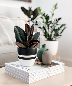 small potted ficus plant for coffee table decor