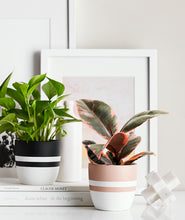 Load image into Gallery viewer, small potted plants for desk and bookshelves. Indoor plants decor. Shop Ansel & Ivy's best selling selection of easy-care potted plants, all online.